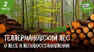 Теллермановский лес. Про лес и лесовосстановление.