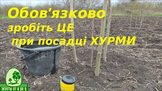 ХУРМА приживлюється на 100%