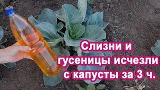 0.5 л под Капусту Слизни и гусеницы Исчезнут Объясняю как избавиться от вредителей на капусте.