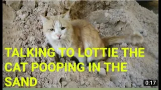 Talking to lottie the cat pooping in the  sand