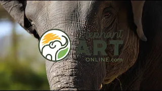 A Day of Painting at the Elephant Park in Thailand