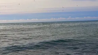 Чёрное море, чайки на волнах...Адлер. Сочи.25 декабря.