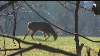 Pennsylvania Game Commission notifies hunters about virus spreading among deer