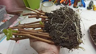 Grape wine rooting