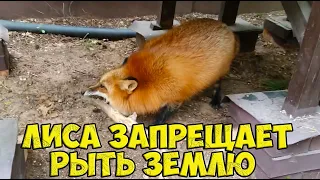 Ли Сяо / Alice the Fox Лиса Алиса (Лиса не любит, когда кто-то трогает палкой ее землю)