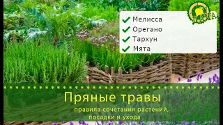 Пряные травы: правила сочетания растений