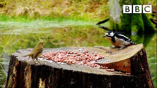 Live Winterwatch: Day 5 🍄 2021 🐿  BBC