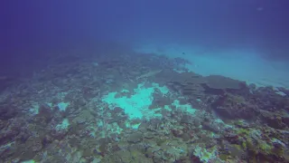 Scuba Diving with Shark - Laamu Atoll Maldives