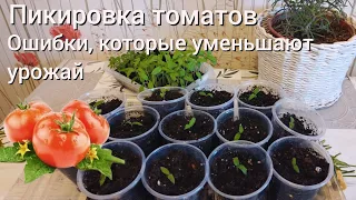 Пикировка томатов. Ошибки, которые уменьшают урожай.