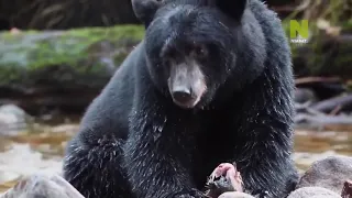 Документальный фильм ! Удивительная природа, дикие животные  #Выживание медведей,  Viasat Nature
