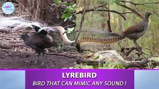 This bird is a Master of Mimicry | Lyrebird