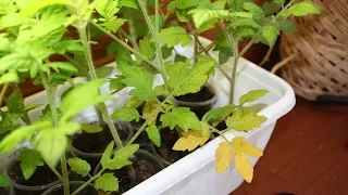Почему желтеют листья у рассады томатов?  Чем подкормить