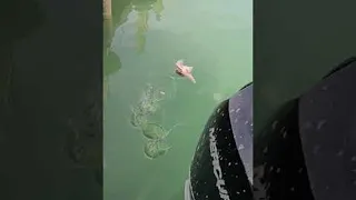 Bull Shark Snacks on Fish Scraps in Canal || ViralHog