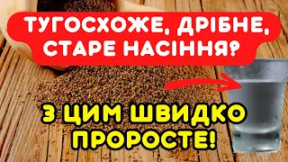 Жалкую, що раніше цього не знала! Тепер швидко прорастає СЕЛЕРА, КРІП, ПЕТРУШКА, МОРКВА та інше