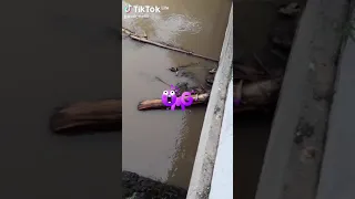 penampakan kepala ular besar di sungai perkotaan Ponorogo
