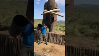 Bet he can't drink beer that fast! #shorts #wildlife #nature #Elephants #