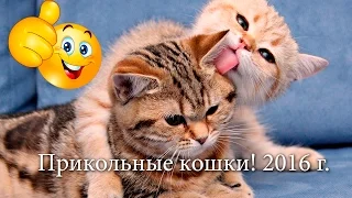 Прикольные коты!!! Funny cats, Прикольные, ржачные, веселые коты, кошки, котята - 2016 год.