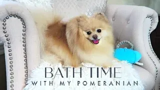 How To Bath A Pomeranian AT HOME! DIY Bath Time with Daisy AIIYME Powerful Dog Dryer