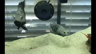 Thai Green Texas Cichlid Breeding Sucess!! FRY OVERLOAD