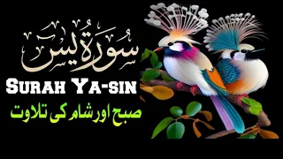 🔴Live Surah Ya-sin (yaseen) full🌹|| surah yaseen translation سورہ یاسین Ep 081