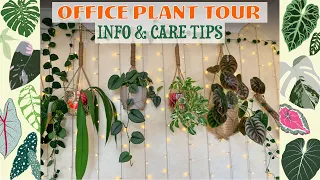 Office Plant Tour - Info & Tips 💚🌿🌴