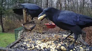 Crows picking out peanuts :)