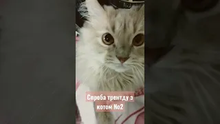 тренд з котом