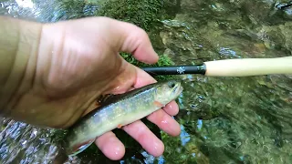 Tiny creek fishing for brook trout in the Great Smoky Mountain National Park with Tiny Ten Tenkara.