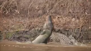 Jaguar, caza a cocodrilo dentro del agua. !!impresionante!!...