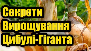 Мої Цибулини Стали Великими До Непристойності! Чим Підживити Цибулю, Щоб Була Великою