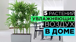 5 РАСТЕНИЙ которые ОЧИЩАЮТ и УВЛАЖНЯЮТ ВОЗДУХ в ВАШЕМ ДОМЕ