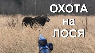 УДАЧНАЯ ОХОТА на лося. НАШЛИ БЫКОВ, но.... (все на видео).