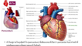 ระบบหมุนเวียนเลือด ระบบน้ำเหลือง และระบบภูมิคุ้มกัน