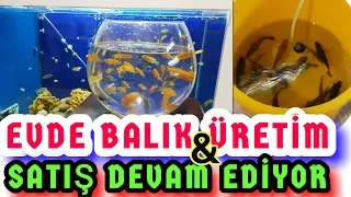 EVDE BALIK ÜRETİM VE SATIŞI, evde balık üretimi, akvaryum balıkları