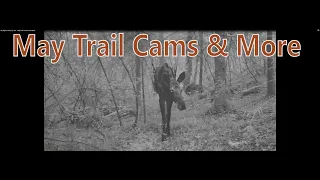 My Bigfoot Story Ep. 181 - May Trail Cams & Bush Walk