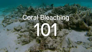 Coral Bleaching 101 | Frost Science