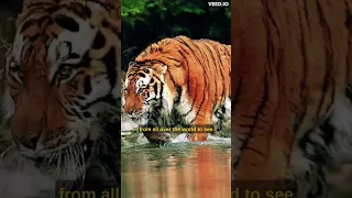 Man-eater from Sunderbans : Bengal Tiger