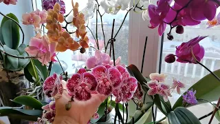 ВОЛШЕБНОЕ окно с ИНТЕРЕСНЫМИ орхидеями. Orchids are blooming.