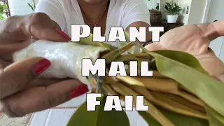 House Plant Import Fiasco Plant Mail Unboxing Indonesia