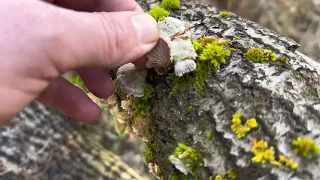 Hiking in the forest on the slopes of the Carpathian Polonina on February 18, 2024