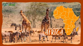 ÁFRICA SALVAJE: Documental de sus grandes animales.