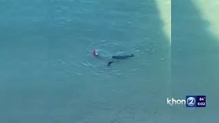 Woman bit by monk seal speaks to Hawaii officials