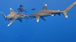 Oceanic Whitetip Sharks (Longimanus) | Elphinstone Reef