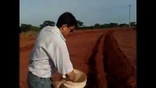 Plantando Seringueira e Aplicação de fósforo