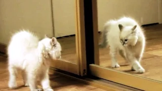 Kittens Discovering Mirrors for the First Time