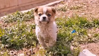 Rescued Stray Puppy: From Bark-Nibbling Survivor to Remarkable Transformation After Adoption