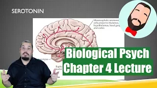 Biological Psychology Chapter 4 Lecture