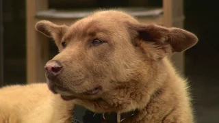 Land of 10,000 Stories: Bruno the dog becomes legendary for daily walks to MN town