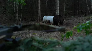 ARROW, black bear hunting - Full movie