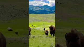 Bisons wandering in Yellowstone National Park